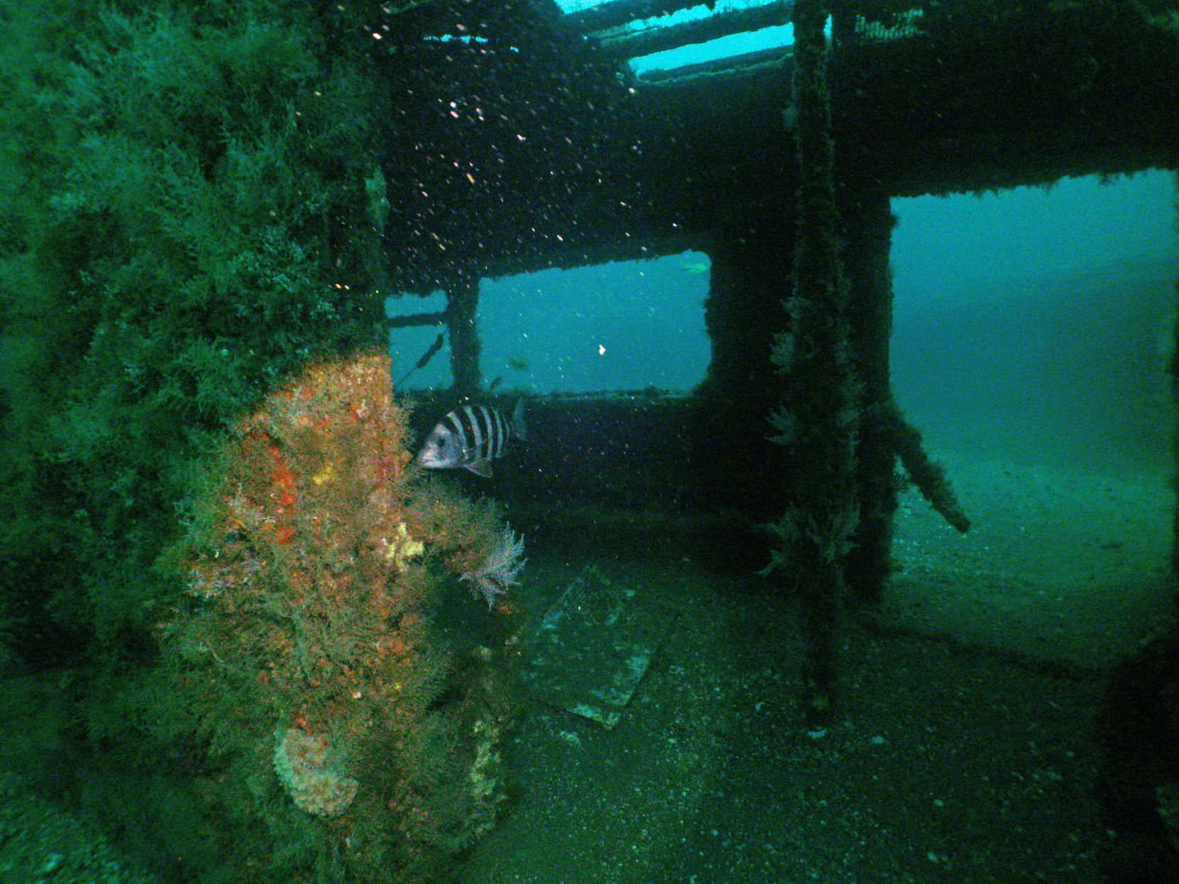 Redbird Reef, Photo by Robert Martore, Courtesy of South Carolina Department of Natural Resources (2).jpg